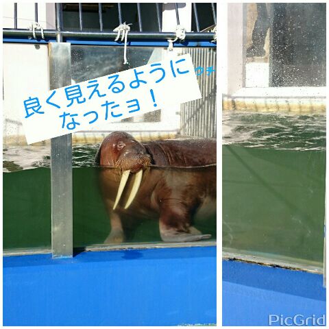 水族館 アクリル くすみ キズ 鱗状痕 磨き 大阪 貝塚の巻_a0197623_18522133.jpg
