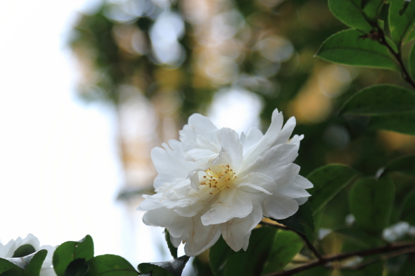 １５年紅葉旅・京都編その３１（大原・来迎院（らいこういん））_f0229832_944525.jpg