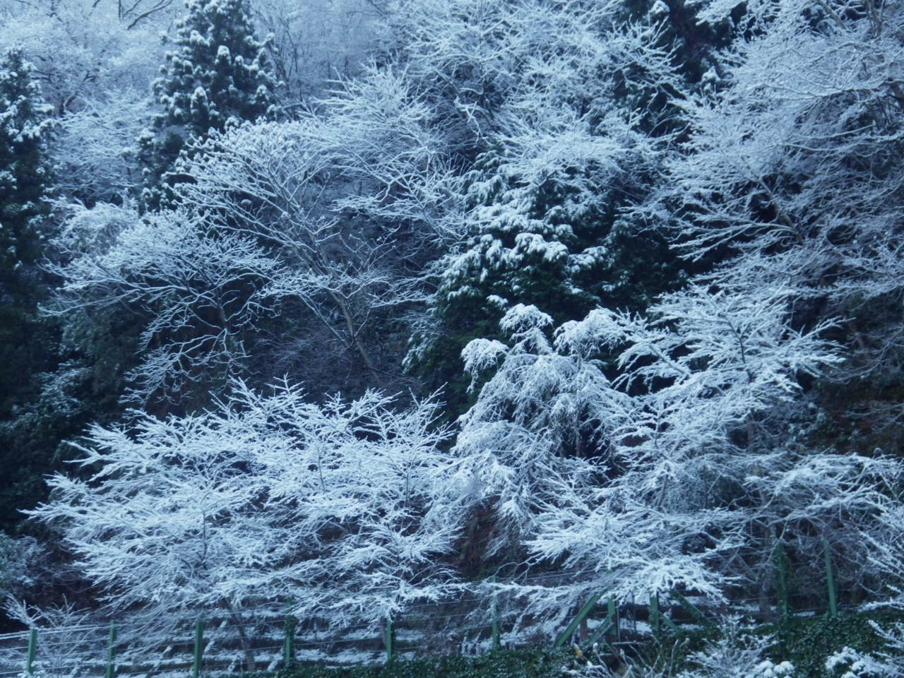 雪の華が咲きました。_c0300035_1323021.jpg