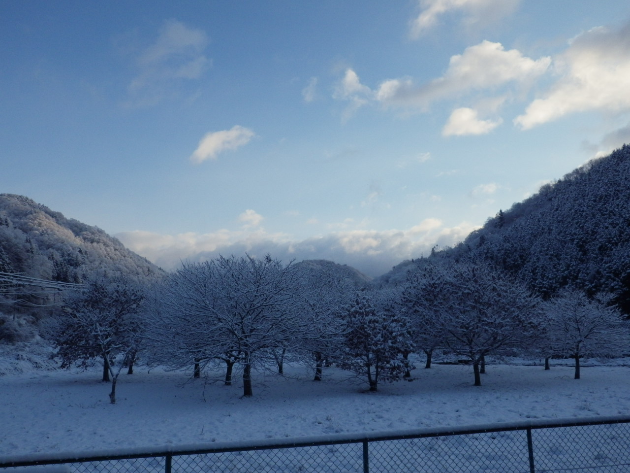 雪の華が咲きました。_c0300035_1323154.jpg