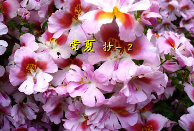 与謝野晶子 常夏 抄 2 Merrydiary 与謝野晶子 常夏 抄 2 Merrydiary