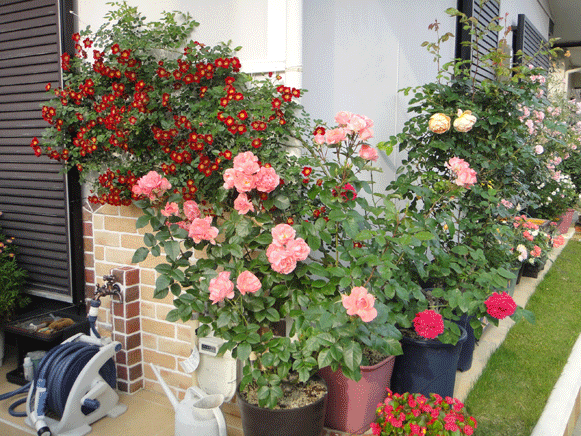 a0056140_0454549.gif