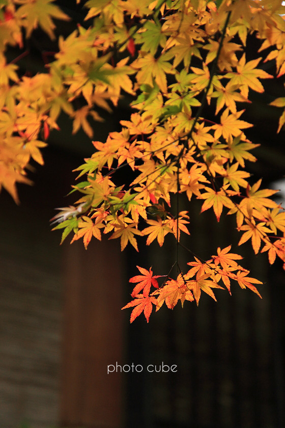 湘南物語　～北鎌倉紅葉めぐり～_b0195043_23241708.jpg