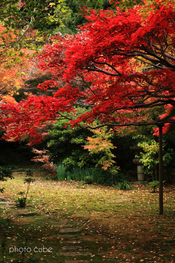 湘南物語　～北鎌倉紅葉めぐり～_b0195043_23252603.jpg