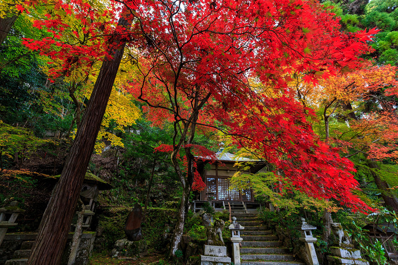 京都の紅葉2015・静寂の寺(護法堂弁財天)_f0155048_11521217.jpg