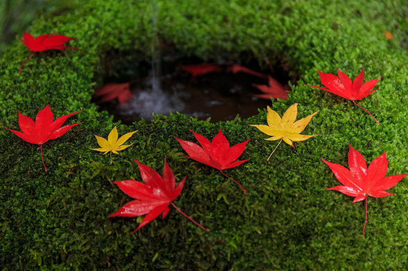 京都の紅葉2015・静寂の寺(護法堂弁財天)_f0155048_11551397.jpg