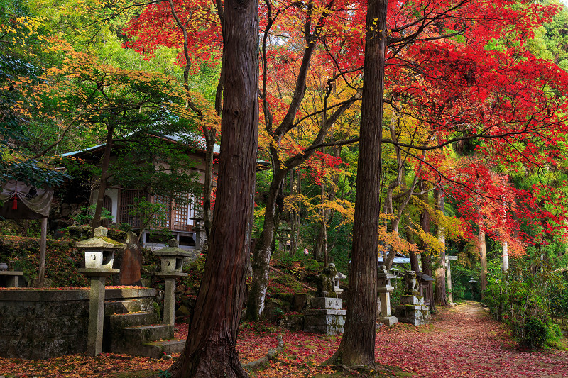 京都の紅葉2015・静寂の寺(護法堂弁財天)_f0155048_1157241.jpg