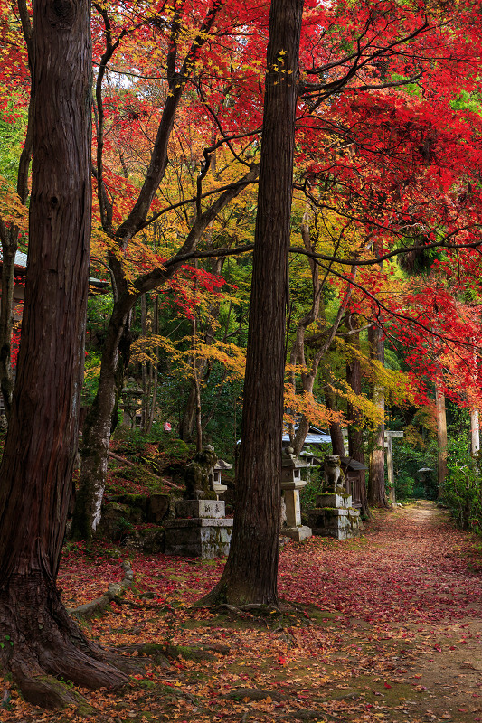 京都の紅葉2015・静寂の寺(護法堂弁財天)_f0155048_115836.jpg