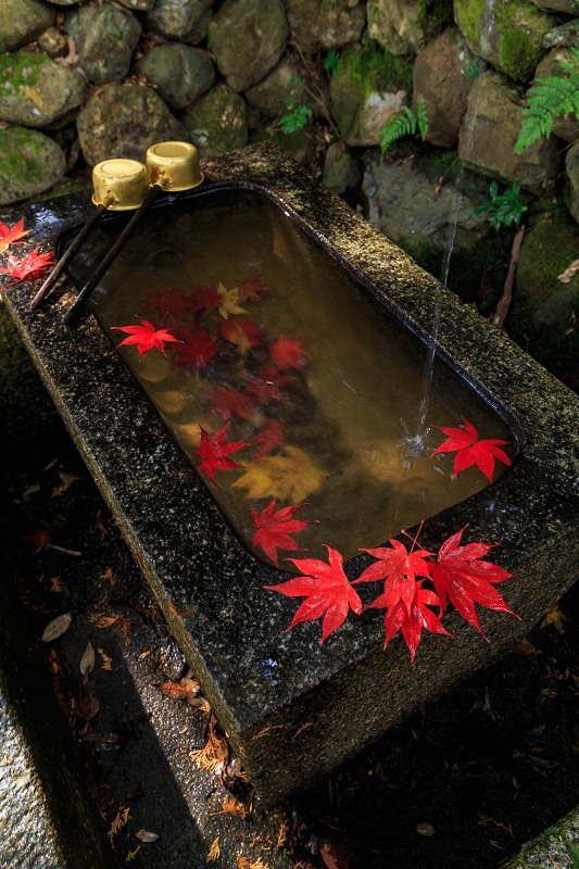 京都の紅葉2015・静寂の寺(護法堂弁財天)_f0155048_1202291.jpg