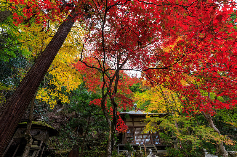 京都の紅葉2015・静寂の寺(護法堂弁財天)_f0155048_128282.jpg