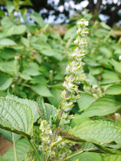 無農薬・無化学肥料で育てる「菊池水源産エゴマ」 白エゴマ(焙煎粒)の販売に向けて_a0254656_17393952.jpg