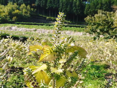 無農薬・無化学肥料で育てる「菊池水源産エゴマ」 白エゴマ(焙煎粒)の販売に向けて_a0254656_18173182.jpg
