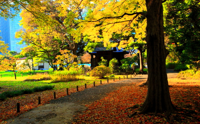 　　　　　　　浜離宮恩賜庭園紅葉_a0150260_1947776.jpg