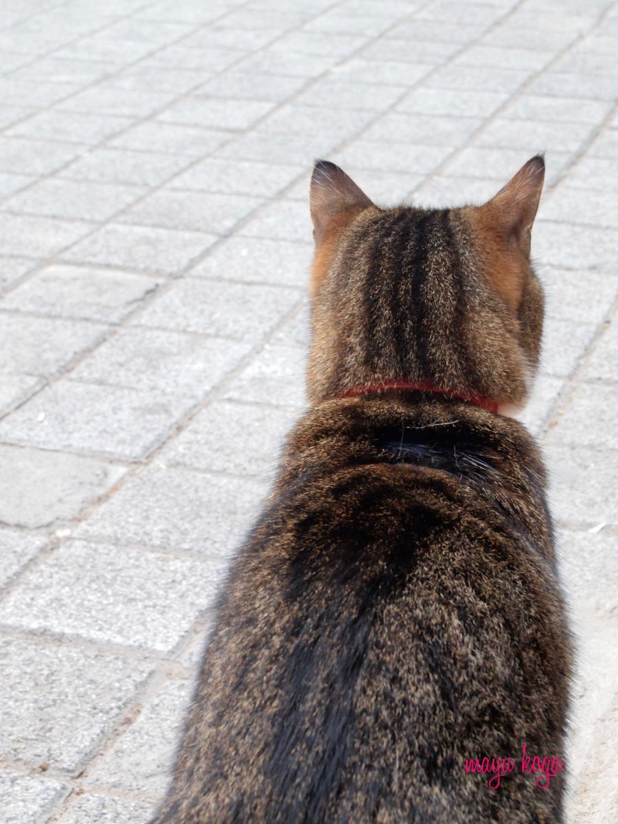 窓の外には猫 ねこ旅また旅