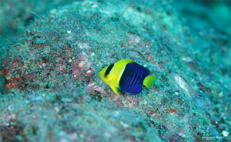 e0158261_8142859.jpg