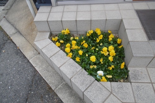 冬の花壇_f0205367_17170390.jpg