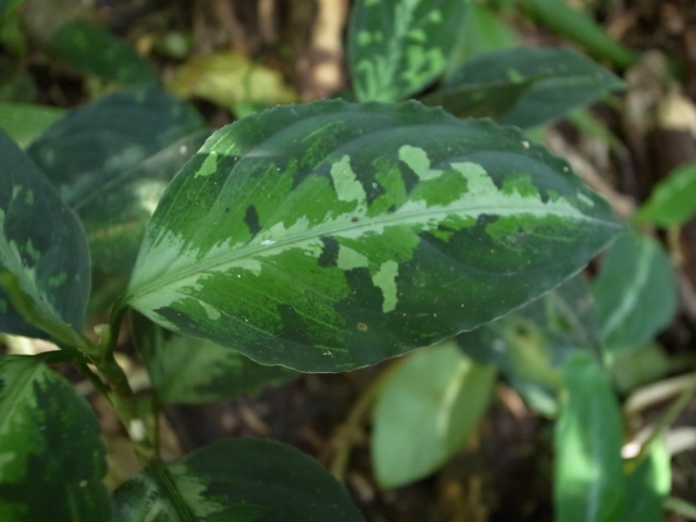 Aglaonema picutum\"Multi color typeA\"IBU from Sibolga timur【AZ0114-11】_a0067578_1239962.jpg