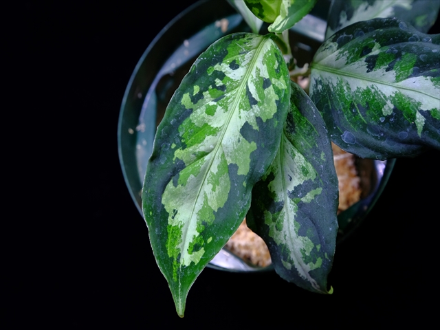 Aglaonema picutum\"Multi color typeA\"IBU from Sibolga timur【AZ0114-11】_a0067578_12452440.jpg