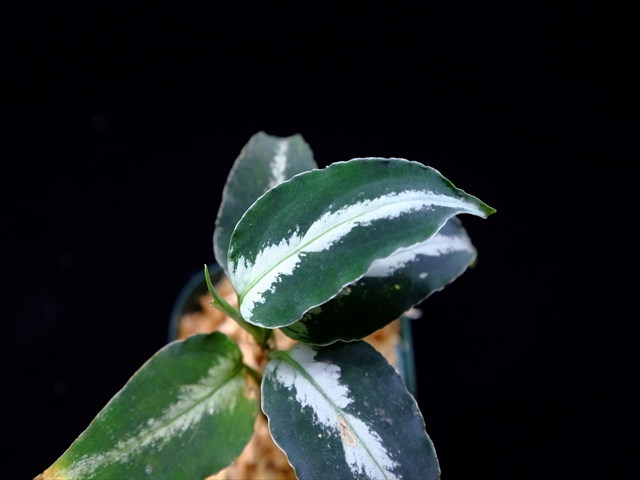 Aglaonema pictum”Knights of The Zodiac”IBU from Sibolga timur 【AZ1015-2】New!_a0067578_2051172.jpg