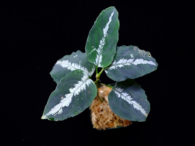 Aglaonema pictum”Knights of The Zodiac”IBU from Sibolga timur 【AZ1015-2】New!_a0067578_20514683.jpg