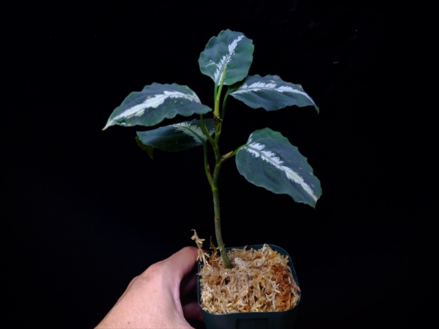 Aglaonema pictum”Knights of The Zodiac”IBU from Sibolga timur 【AZ1015-2】New!_a0067578_20515576.jpg