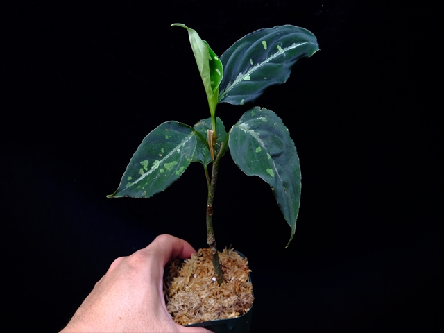 Aglaonema pictum”Knights of The Zodiac”IBU from Sibolga timur 【AZ1015-2】New!_a0067578_20523171.jpg