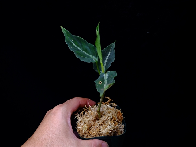 Aglaonema pictum”Knights of The Zodiac”IBU from Sibolga timur 【AZ1015-2】New!_a0067578_20531475.jpg