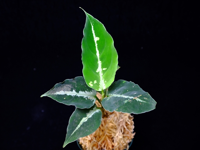 Aglaonema pictum”Knights of The Zodiac”IBU from Sibolga timur 【AZ1015-2】New!_a0067578_20535049.jpg