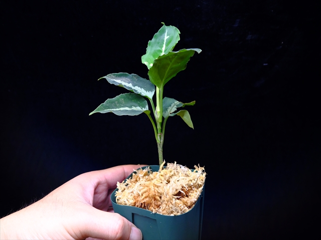 Aglaonema pictum”Knights of The Zodiac”IBU from Sibolga timur 【AZ1015-2】New!_a0067578_2054346.jpg