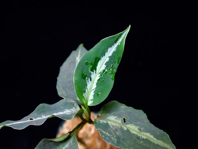 Aglaonema pictum”Knights of The Zodiac”IBU from Sibolga timur 【AZ1015-2】New!_a0067578_20545690.jpg