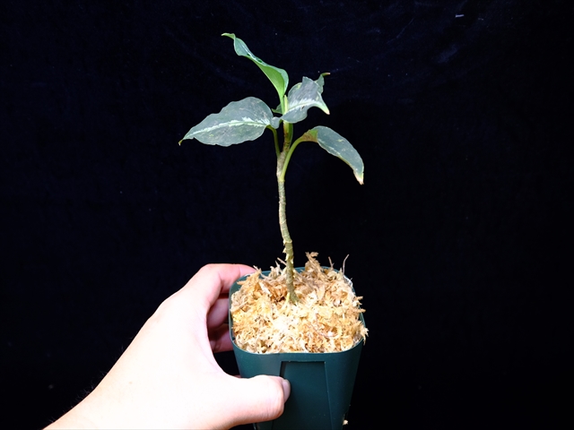 Aglaonema pictum”Knights of The Zodiac”IBU from Sibolga timur 【AZ1015-2】New!_a0067578_20551117.jpg