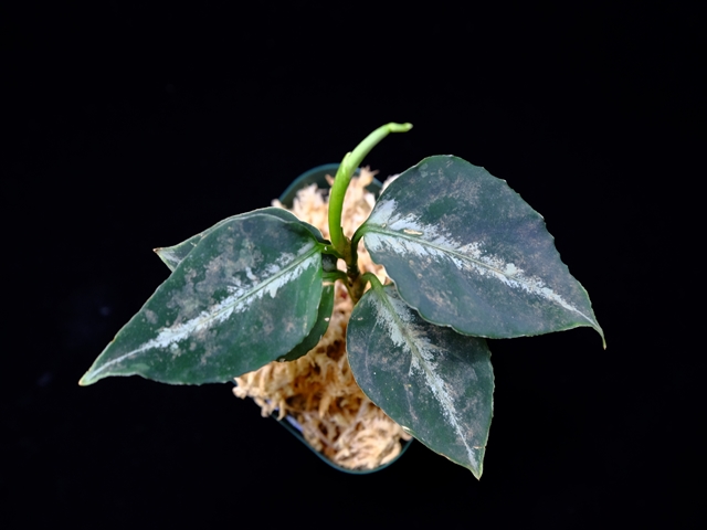 Aglaonema pictum”Knights of The Zodiac”IBU from Sibolga timur 【AZ1015-2】New!_a0067578_20555592.jpg