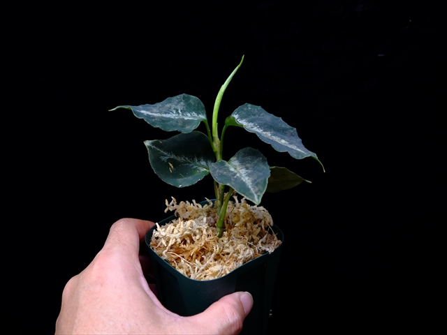 Aglaonema pictum”Knights of The Zodiac”IBU from Sibolga timur 【AZ1015-2】New!_a0067578_20561349.jpg