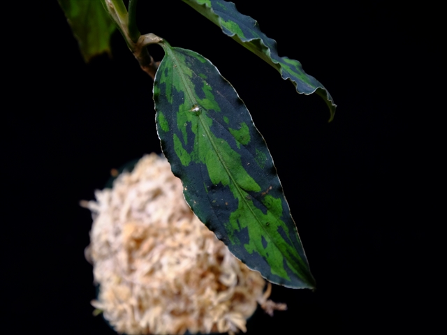 Aglaonema pictum”Knights of The Zodiac”IBU from Sibolga timur 【AZ1015-2】New!_a0067578_2057054.jpg