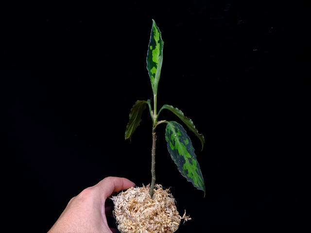 Aglaonema pictum”Knights of The Zodiac”IBU from Sibolga timur 【AZ1015-2】New!_a0067578_20571229.jpg