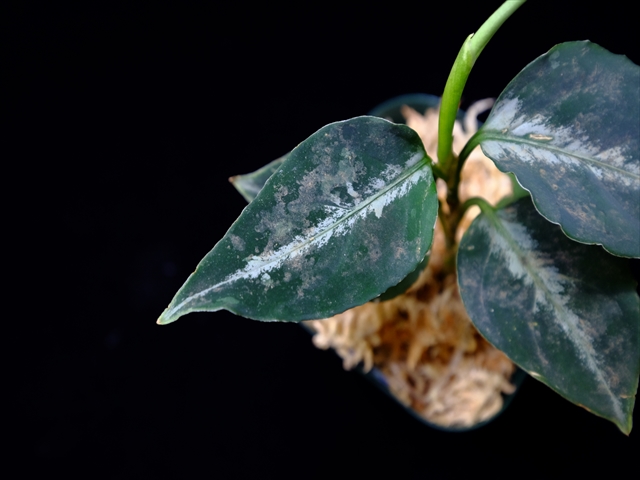 Aglaonema pictum”Knights of The Zodiac”IBU from Sibolga timur 【AZ1015-2】New!_a0067578_20584628.jpg