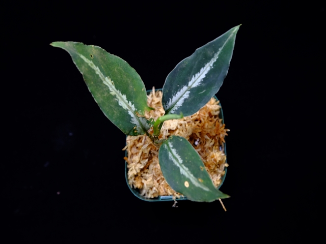 Aglaonema pictum”Knights of The Zodiac”IBU from Sibolga timur 【AZ1015-2】New!_a0067578_20592585.jpg