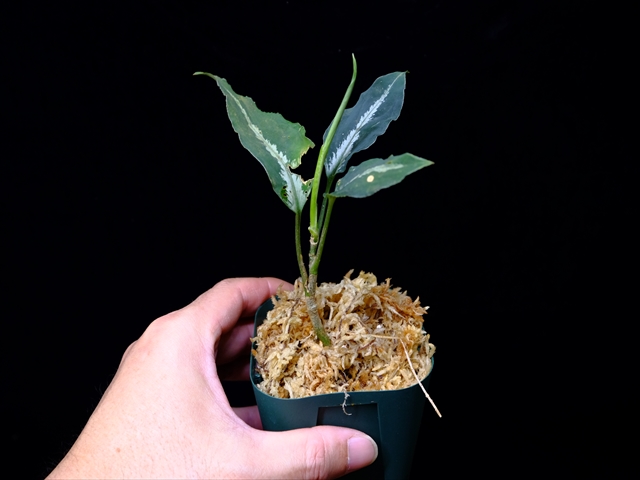 Aglaonema pictum”Knights of The Zodiac”IBU from Sibolga timur 【AZ1015-2】New!_a0067578_20594421.jpg