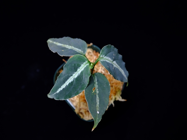 Aglaonema pictum”Knights of The Zodiac”IBU from Sibolga timur 【AZ1015-2】New!_a0067578_2102044.jpg