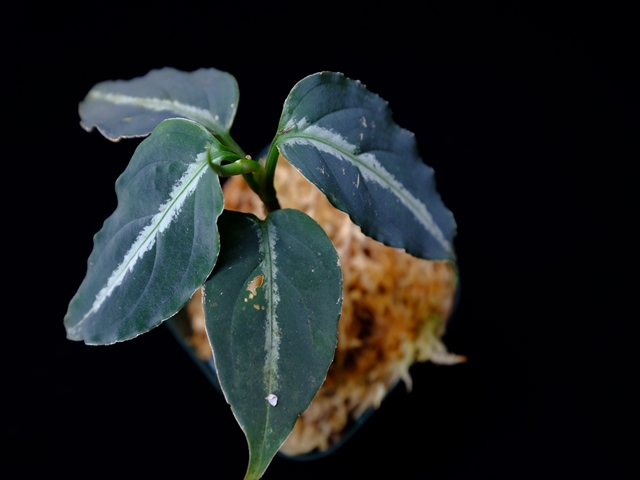 Aglaonema pictum”Knights of The Zodiac”IBU from Sibolga timur 【AZ1015-2】New!_a0067578_2103656.jpg