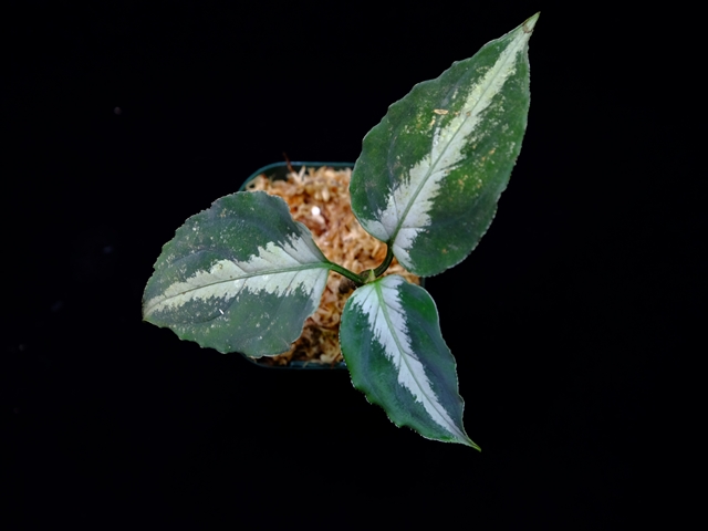 Aglaonema pictum”Knights of The Zodiac”IBU from Sibolga timur 【AZ1015-2】New!その2_a0067578_21114496.jpg