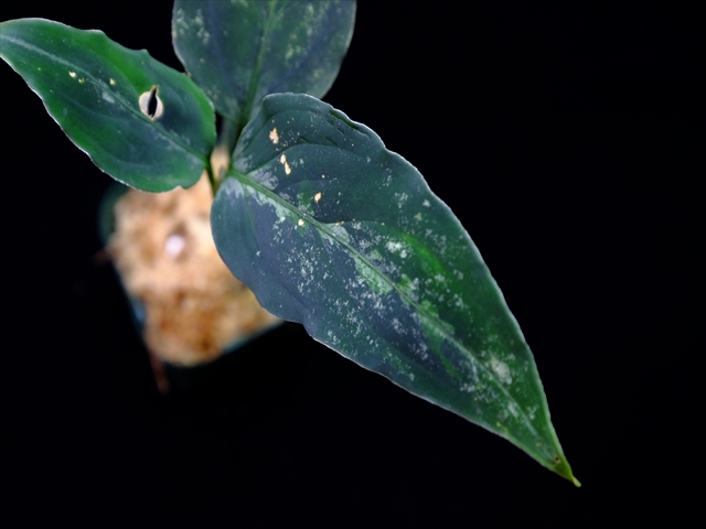 Aglaonema pictum”Knights of The Zodiac”IBU from Sibolga timur 【AZ1015-2】New!その2_a0067578_21123776.jpg