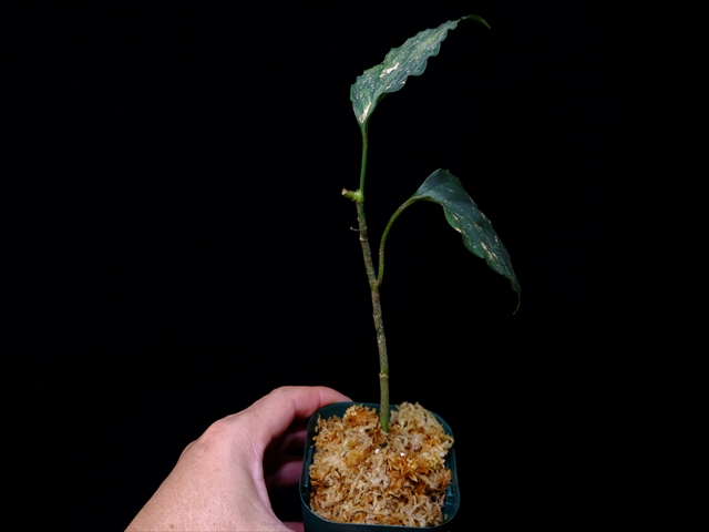 Aglaonema pictum”Knights of The Zodiac”IBU from Sibolga timur 【AZ1015-2】New!_a0067578_2113921.jpg