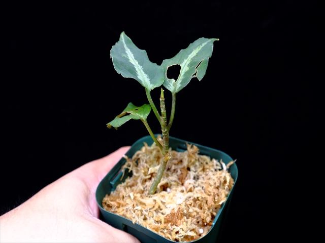 Aglaonema pictum”Knights of The Zodiac”IBU from Sibolga timur 【AZ1015-2】New!その2_a0067578_21203351.jpg