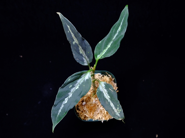 Aglaonema pictum”Knights of The Zodiac”IBU from Sibolga timur 【AZ1015-2】New!_a0067578_2125228.jpg