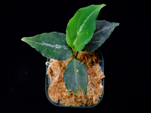 Aglaonema pictum”Knights of The Zodiac”IBU from Sibolga timur 【AZ1015-2】New!_a0067578_212741.jpg