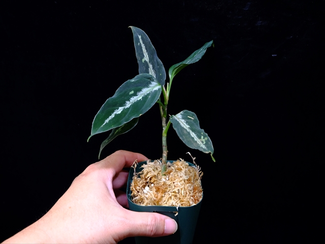 Aglaonema pictum”Knights of The Zodiac”IBU from Sibolga timur 【AZ1015-2】New!_a0067578_213780.jpg