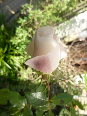 シリーズ「結婚と離婚のワークショップ」その8.おまけ!_a0053480_09362603.jpg