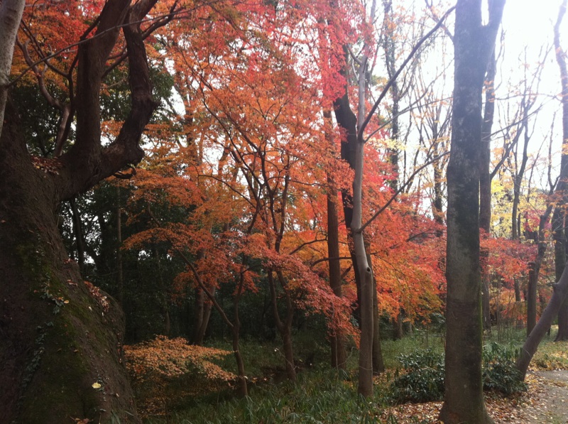 河合神社_b0206085_12503793.jpg