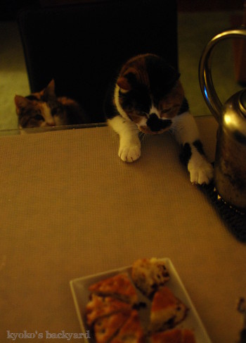 ハンターキャット、ふたたび参上!_b0253205_06452526.jpg